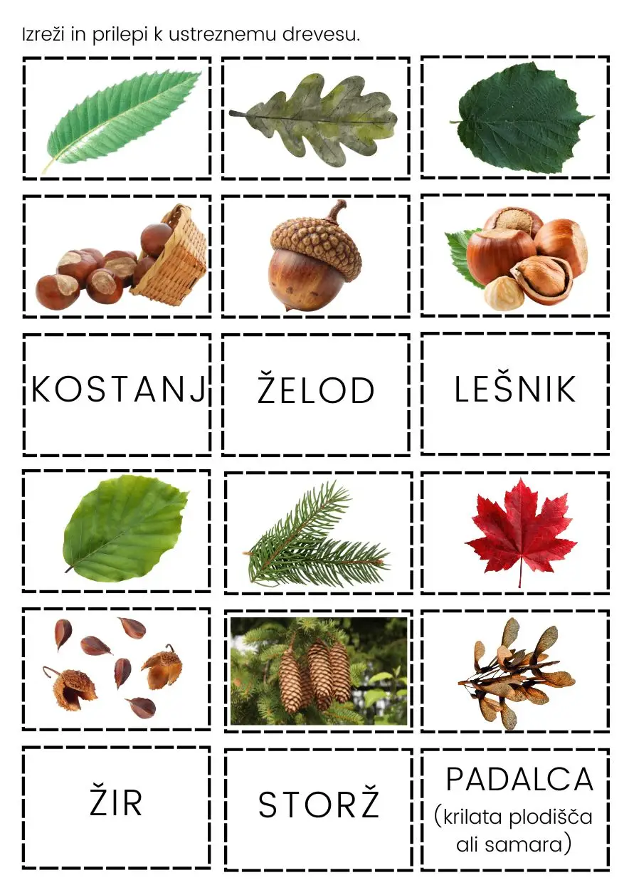 Gozdna Drevesa 4