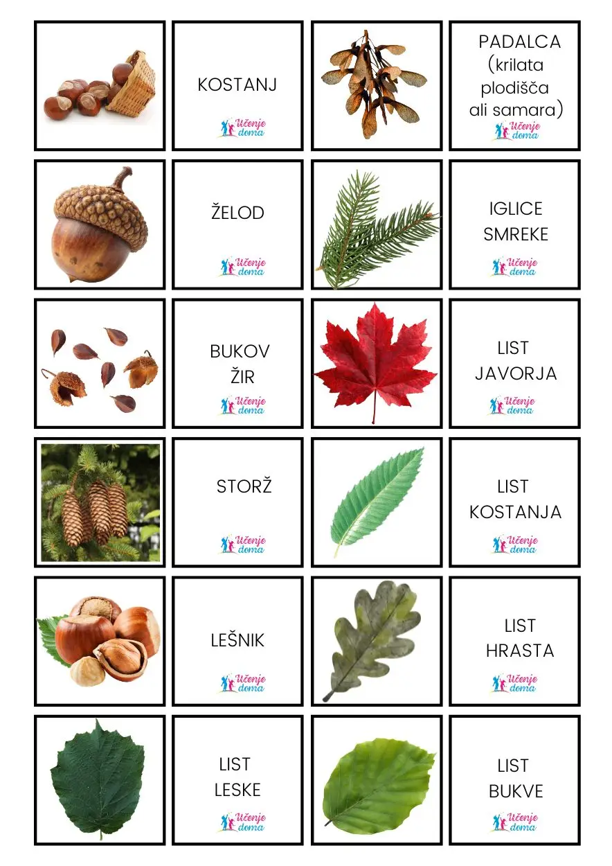 Gozdna Drevesa 8